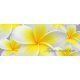 Virágok vlies poszter, fotótapéta 033VEP /250x104 cm/