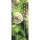 Pitypang öntapadós poszter, fotótapéta 056SKT /91x211 cm/