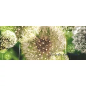 Pitypang vlies poszter, fotótapéta 056VEP /250x104 cm/