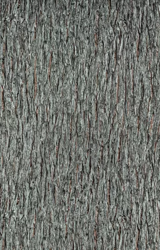 Fekete-sötétszürke fakéreg mintás tapéta (10124-11)