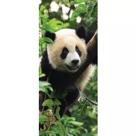 Panda vlies poszter, fotótapéta 10238VET /91x211 cm/
