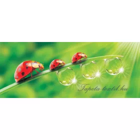 Katicák poszter, fotótapéta 121VEP /250x104 cm/