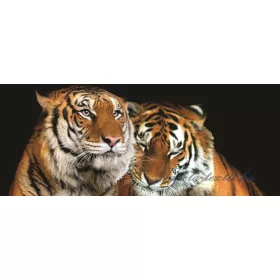 Tigrisek poszter, fotótapéta 130VEP /250x104 cm/