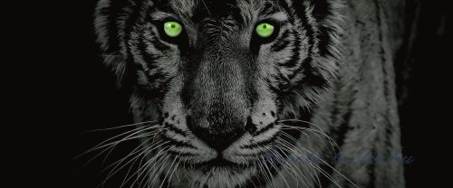 Tigris poszter, fotótapéta 153VEP /250x104 cm/