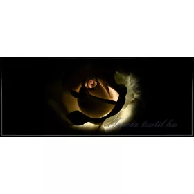 Rózsa vlies poszter, fotótapéta 1552VEP /250x104 cm/
