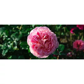 Bazsarózsa vlies poszter, fotótapéta 1554VEP /250x104 cm/