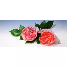   Bazsarózsák vlies poszter, fotótapéta 1555VEP /250x104 cm/