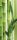 Bamboo öntapadós poszter, fotótapéta 2-180SKT /0,91x211 cm/
