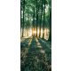 Erdő öntapadós poszter, fotótapéta 2228SKT /91x211 cm/