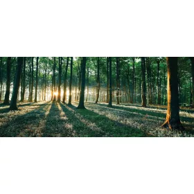 Erdő vlies poszter, fotótapéta 2228VEP /250x104 cm/