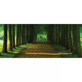 Út az erdőben poszter, fotótapéta 2285VEP /250x104 cm/