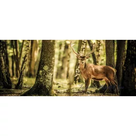   Szarvas az erdőben poszter, fotótapéta 2286VEP /250x104 cm/