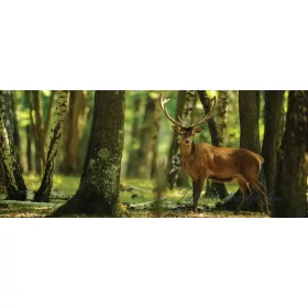   Szarvas az erdőben poszter, fotótapéta 2287VEP /250x104 cm/