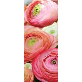 Rózsák vlies poszter, fotótapéta 2298VET /91x211 cm/