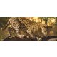 Jaguár poszter, fotótapéta 242VEP /250x104 cm/
