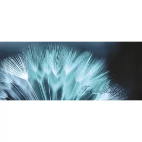 Pitypang poszter, fotótapéta 256VEP /250x104 cm/