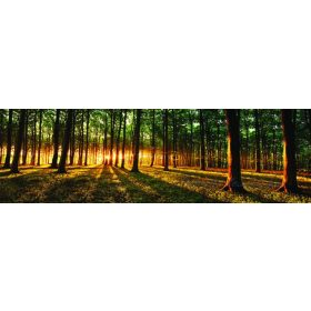 Erdő vlies poszter, fotótapéta 2647VEEXXL /624x219 cm/