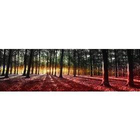 Erdő vlies poszter, fotótapéta 2648VEEXXL /624x219 cm/