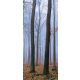 Erdő vlies poszter, fotótapéta 2658VET /91x211 cm/