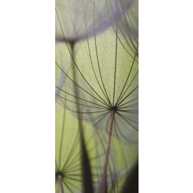   Pitypang öntapadós poszter, fotótapéta 271SKT /91x211 cm/