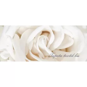 Rózsa poszter, fotótapéta 410VEP /250x104 cm/