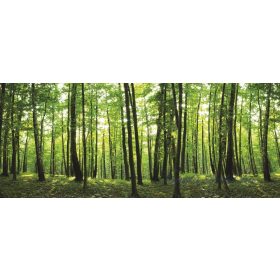 Erdő vlies poszter, fotótapéta 444VEEXXL /624x219 cm/