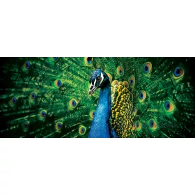 Páva poszter, fotótapéta 630VEP /250x104 cm/