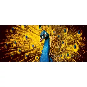 Páva poszter, fotótapéta 631VEP /250x104 cm/