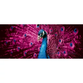 Páva poszter, fotótapéta 632VEP /250x104 cm/