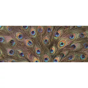 Páva tollak vlies poszter, fotótapéta 645VEP /250x104 cm/