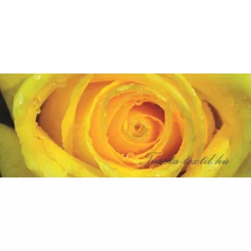 Rózsa vlies poszter, fotótapéta 661VEP /250x104 cm/