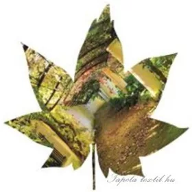   Levél formájú vlies poszter, fotótapéta 907VEZ6 /208x208 cm/