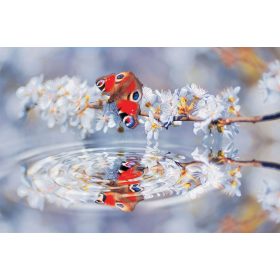 Butterfly  poszter, fotótapéta, Vlies (104 x 70,5 cm)