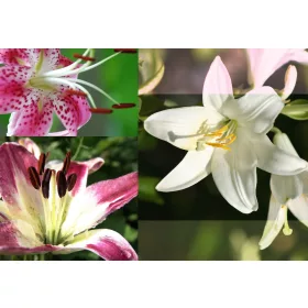 Lilies poszter, fotótapéta, Vlies (104 x 70,5 cm)