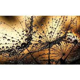 Barnában poszter, fotótapéta, Vlies (104 x 70,5 cm)