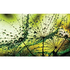 Zöldben poszter, fotótapéta, Vlies (104 x 70,5 cm)