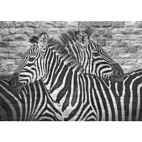 Zebrák  poszter, fotótapéta, Vlies (104 x 70,5 cm)