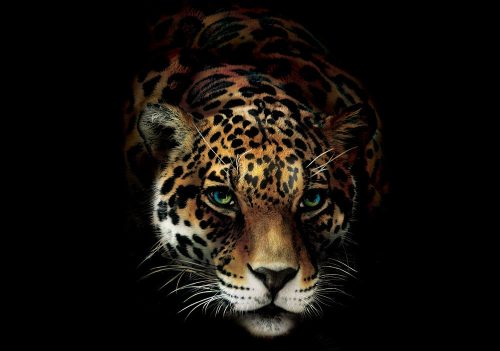 Tigris poszter, fotótapéta Vlies (254 x 184 cm)