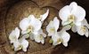 Orchidea poszter, fotótapéta Vlies (208 x 146 cm)