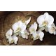 Orchidea poszter, fotótapéta Vlies (152,5 x 104 cm)