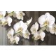 Orchidea poszter, fotótapéta Vlies (254 x 184 cm)