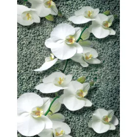 Orchidea poszter, fotótapéta, Vlies  (184x254 cm, álló)