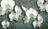 Orchidea poszter, fotótapéta Vlies (208 x 146 cm)