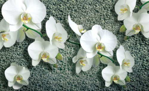 Orchidea poszter, fotótapéta Vlies (208 x 146 cm)