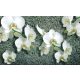 Orchidea poszter, fotótapéta Vlies (208 x 146 cm)