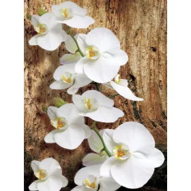 Orchidea poszter, fotótapéta, Vlies  (184x254 cm, álló)