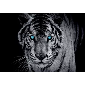 Tigris poszter, fotótapéta, Vlies (104 x 70,5 cm)