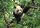 Panda poszter, fotótapéta, Vlies (416 x 254 cm)