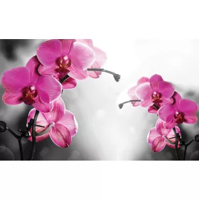 Orchidea poszter, fotótapéta, Vlies (104 x 70,5 cm)