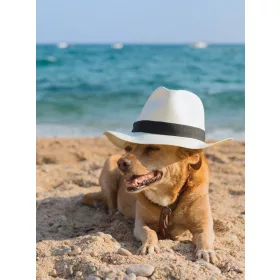   Kalapos kutya poszter, fotótapéta, Vlies  (184x254 cm, álló)